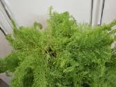 Nephrolepis exaltata 'Smithii' Cotton Candy - nuotraukos Nr. 2