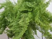 Nephrolepis exaltata 'Smithii' Cotton Candy - nuotraukos Nr. 3