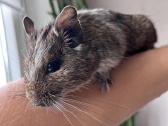 Dovanoju Degu peliukus - nuotraukos Nr. 2