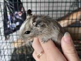 Dovanoju Degu peliukus - nuotraukos Nr. 3