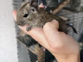 Dovanoju Degu peliukus - nuotraukos Nr. 4