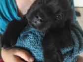 Kilmingi Labradoro retriverių šuniukai - nuotraukos Nr. 3