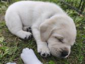 Kilmingi Labradoro retriverių šuniukai - nuotraukos Nr. 4