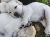 Kilmingi Labradoro retriverių šuniukai - nuotraukos Nr. 6