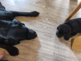 Kilmingi Labradoro retriverių šuniukai - nuotraukos Nr. 12