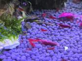 Neocaridina Bloody Mary - nuotraukos Nr. 2