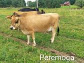 Džersi veislės karvės ir telyčios - nuotraukos Nr. 7
