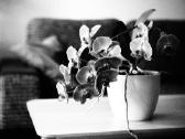 Olympus E-pm1 + 3 objektyvai ir krepšiukas - nuotraukos Nr. 14