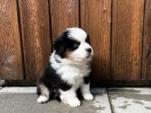 Mini Aussie /Miniatiūrinis amerikos avigan. /Mas - nuotraukos Nr. 2