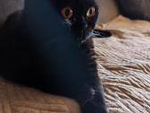 Dovanojame Britų trumpaplaukią katytę - nuotraukos Nr. 2