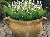 Paprastoji pakalnutė/convallaria majalis - nuotraukos Nr. 2