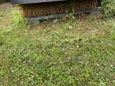 Parduodu Husqvarna 520 D Žoliapjovė traktoriuka. - nuotraukos Nr. 12