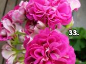 Pelargonija - nuotraukos Nr. 25