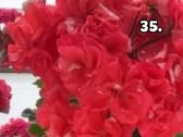 Pelargonija - nuotraukos Nr. 27