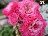 Pelargonija - nuotraukos Nr. 26