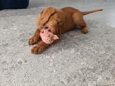 Vizsla Šuniukai pasiruošę keliauti į naujus namus - nuotraukos Nr. 37