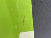 Crazyfly Raptor 137/43 kitesurding lenta - nuotraukos Nr. 4