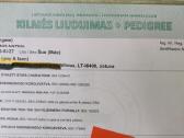 Pekino šuniukai Lkd Fci. Tel. - nuotraukos Nr. 14