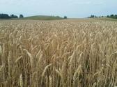 Bendrovė Perka Žemės Sklypus Beveik Visoje Lietuvo - nuotraukos Nr. 2
