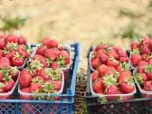 Braškių daigai 0.40/eur vnt - nuotraukos Nr. 3