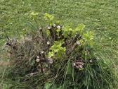 Dovanoju vaiskrūmius - nuotraukos Nr. 5