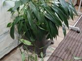Epipremnum amplissimum - nuotraukos Nr. 2