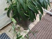Epipremnum amplissimum - nuotraukos Nr. 3