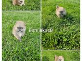 Pomeranijos nykštukinių špicai - nuotraukos Nr. 2