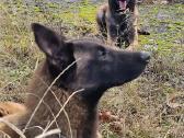 Parduodami Belgų aviganių (Malinua) šuniukai - nuotraukos Nr. 19
