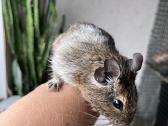 Dovanoju Degu peliukus - nuotraukos Nr. 3