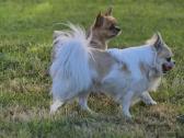 Chihuahua - nuotraukos Nr. 22