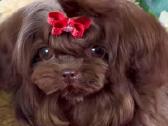 Chocolate bichon - nuotraukos Nr. 2