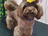 Chocolate bichon - nuotraukos Nr. 3