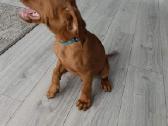 Vizsla Šuniukai pasiruošę keliauti į naujus namus - nuotraukos Nr. 38