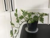 Scindapsus Pearls Jade - nuotraukos Nr. 2