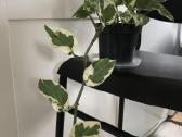 Scindapsus Pearls Jade - nuotraukos Nr. 3