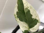 Scindapsus Pearls Jade - nuotraukos Nr. 4