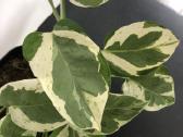 Scindapsus Pearls Jade - nuotraukos Nr. 5