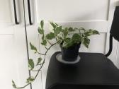 Scindapsus Pearls Jade - nuotraukos Nr. 6