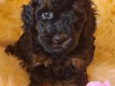 Kilminga ( Fci/ Lkd) nykštukinė pudelytė - nuotraukos Nr. 5