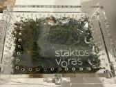 Raudonasis meksikos paukštėda - nuotraukos Nr. 4