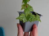 Begonia dregei glasgow - nuotraukos Nr. 4