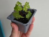 Begonia dregei glasgow - nuotraukos Nr. 3