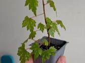 Begonia dregei glasgow - nuotraukos Nr. 2