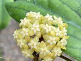 Hoya 's - nuotraukos Nr. 17