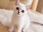 Škotų veislės kilmingi kačiukai - nuotraukos Nr. 4