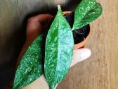 Hoya cystiantha splash - nuotraukos Nr. 2