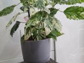 Hibiscus Rosa-sinensis Variegata - nuotraukos Nr. 2