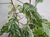 Hibiscus Rosa-sinensis Variegata - nuotraukos Nr. 3