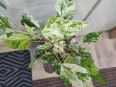 Hibiscus Rosa-sinensis Variegata - nuotraukos Nr. 4